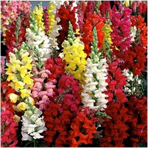 Antirrhinum Mix winter Flower seeds