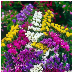 Statice mix winter Flower Seeds