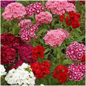 Dianthus (sweet William) mix winter Flower seeds