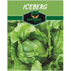Iceberg lettuce seeds Winter season