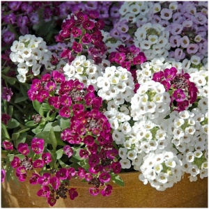 Alyssum mix winter Flower seeds