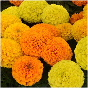 Marigold MIX winter flower seeds