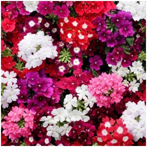 verbena mix winter flower seeds