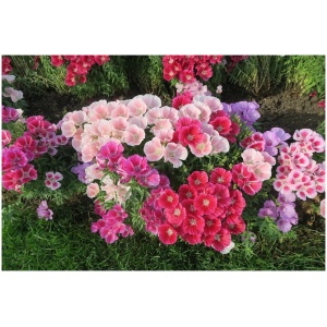 Godetia Mix Winter Flower Mix