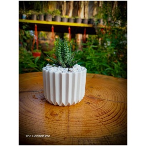 Zebra Plant with Ceramic Pot 3 inch