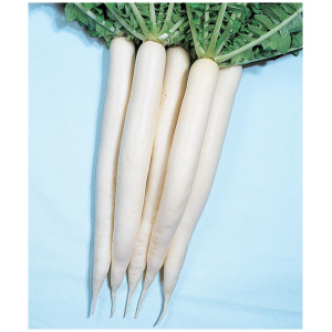 WHITE RADISH F1