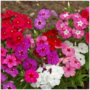 Phlox Mix Winter Flower seeds