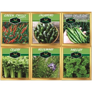 Pack of 6 Herbs and spices Upward Cluster Hot Green Chili F1, Jalapeno Chili, Green Chili long F1, Celery, Rosemary Herb, Parsley.