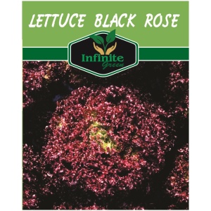 Lettuce Black Rose