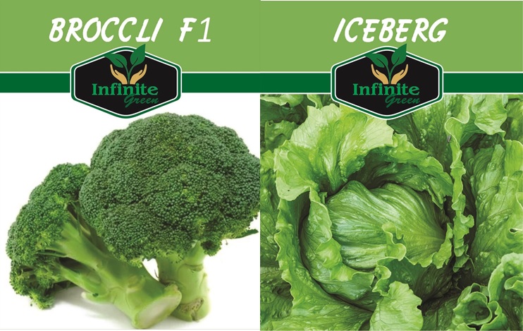 9451dccf14bb5b7b916859aef41458f3 Broccoli F1 & Iceberg