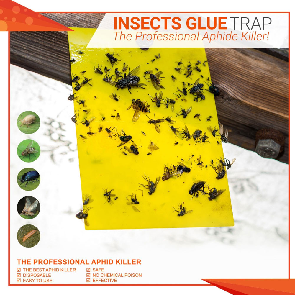 6fdba5e260422939f6eb4d7c786f2c34 (1) Pack of 3 Aphid Trap