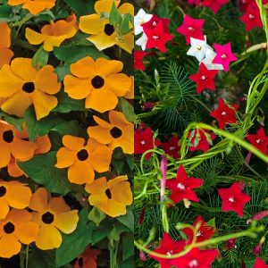 Cypress Creeper . Black eyed susan Creepe