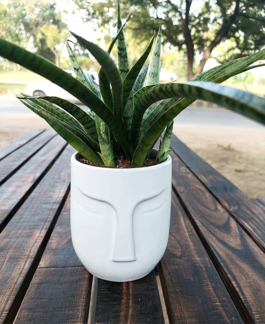 aa